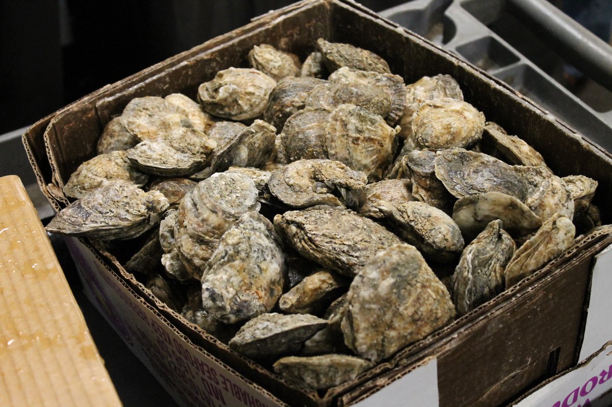 bac1mvd's tweet image. For this week’s #FlashBAC Friday, we’re reminiscing on our Annual Oyster &amp;amp; Bull Roast we had, last Saturday!

Thank you to everyone who came out! If you missed out, or want to relive the day, use this link to check out the entire album on the website: bit.ly/3MX0xiY