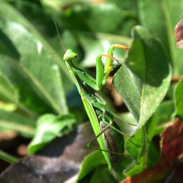 Bientôt le Printemps ! Avant la prochaine floraison, le petit peuple du Pastel profite des feuilles du printemps. Ils sont très heureux, pas de pesticides, tout le monde se promène.  Par chance pour nous, la feuille est si peu succulente que personne n’y risque ses mandibules. 🐞