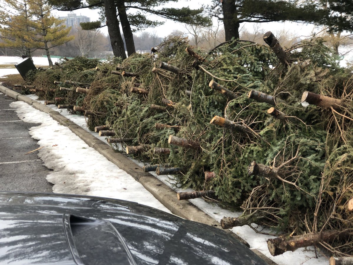 The Christmas Trees on the ⁦<a href="/KichiSibiWT/">Kichi Sibi Winter Trail</a>⁩ at the Remic Bistro are coming down. They will be chipped and used on the trail to cover rocks and obstacles. How is that for use, re-use and recycle?