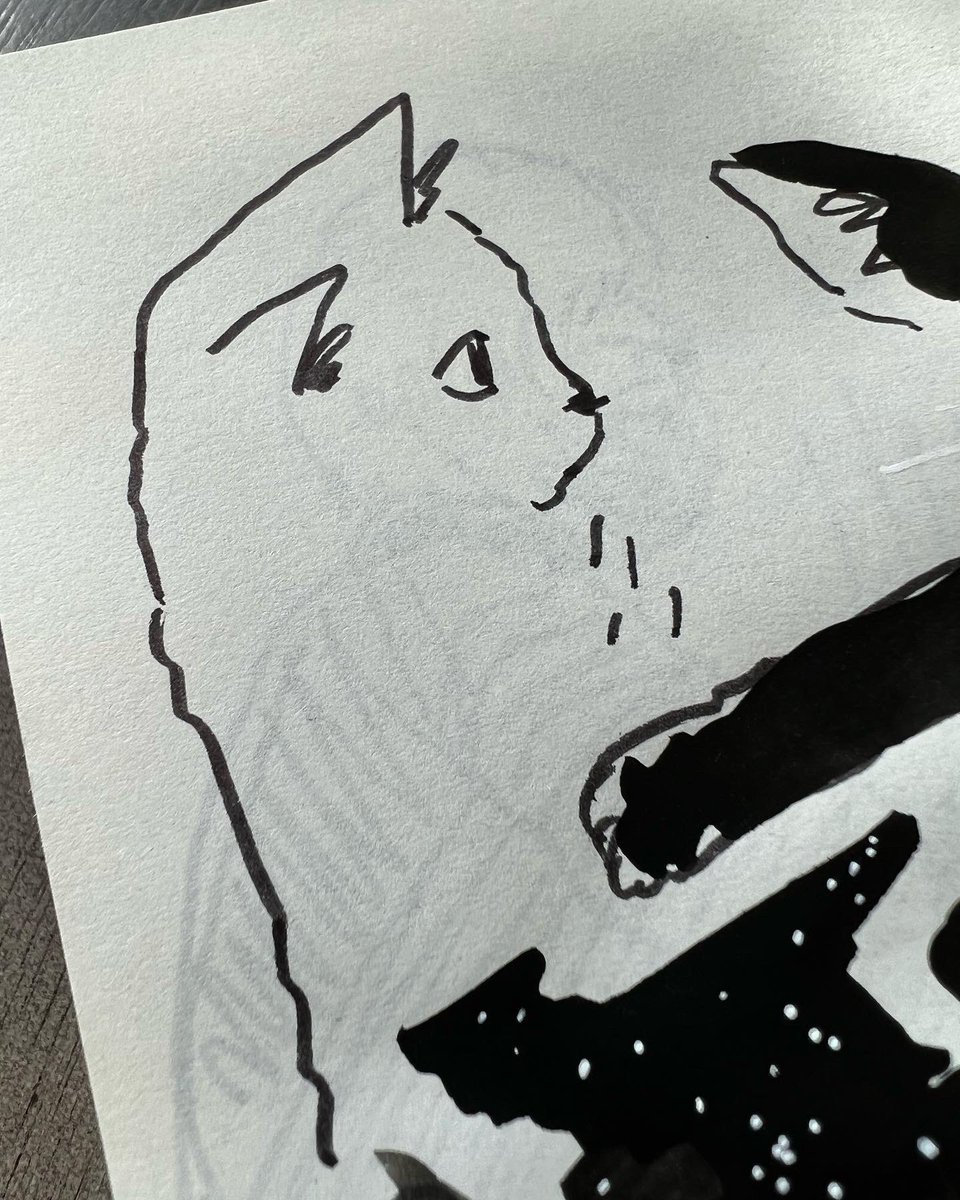 Early morning Nigel studies 🖤 