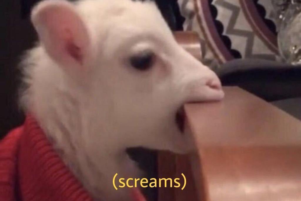 𝚖𝚢 𝚢𝚘𝚞𝚝𝚑 𝚒𝚜 𝚢𝚘𝚞𝚛𝚜♫ (@boring__hooman) on Twitter photo 