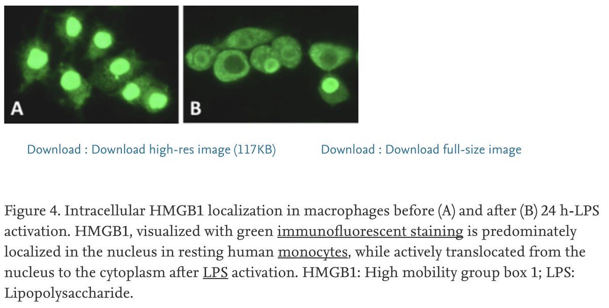 Prof. Kevin J. Tracey, MD (@kevinjtraceymd) on Twitter photo Understanding the role of acetylcholine inhibiting the expression of HMGB1 may have beneficial therapeutic implications.
sciencedirect.com/science/articl…
<a href="/karolinskainst/">Karolinska Institutet</a> <a href="/NorthwellHealth/">Northwell Health</a> Understanding the role of acetylcholine inhibiting the expression of HMGB1 may have beneficial therapeutic implications.
sciencedirect.com/science/articl…
<a href="/karolinskainst/">Karolinska Institutet</a> <a href="/NorthwellHealth/">Northwell Health</a>