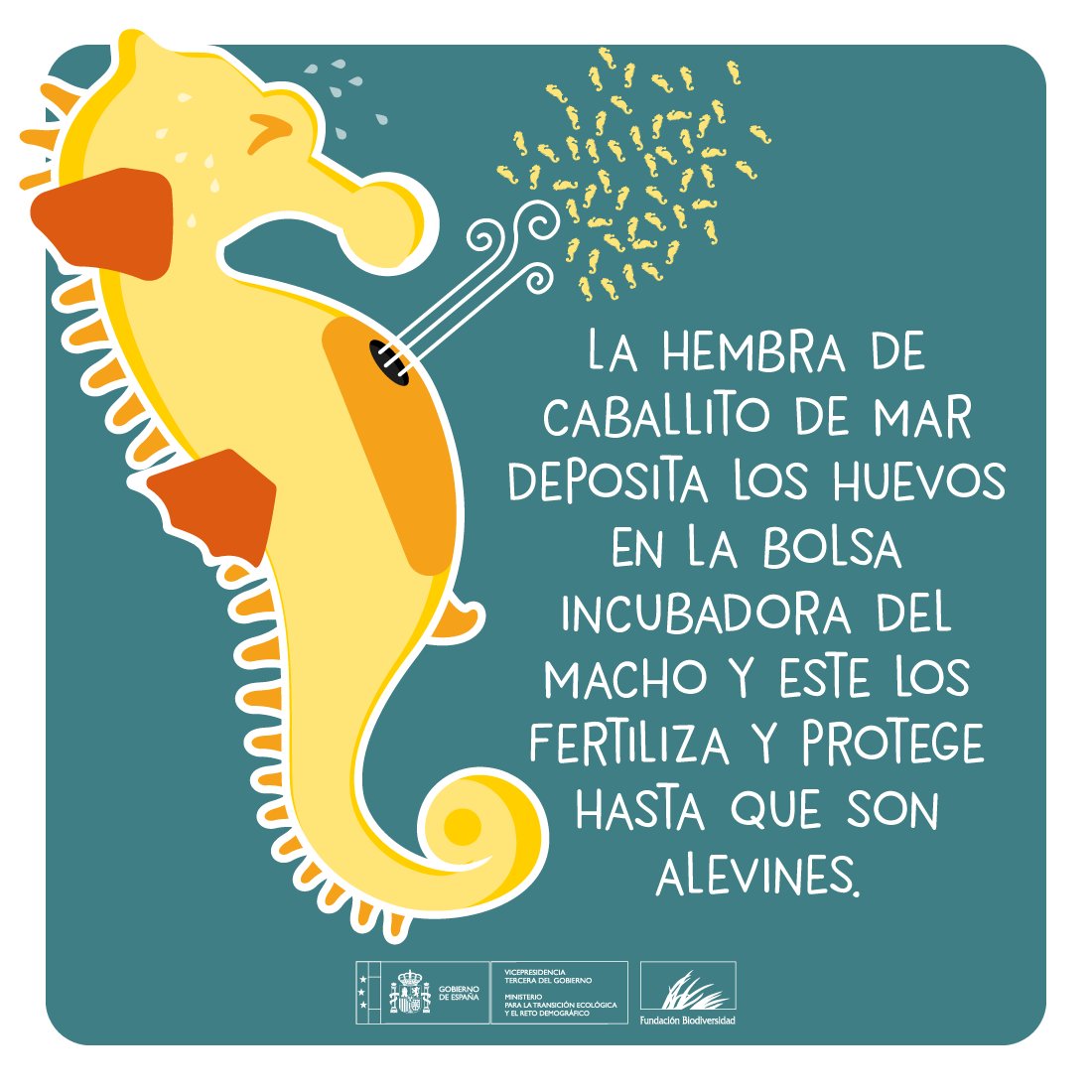 El caballito de mar macho 🐎🌊 da a luz unas 2.000 crías por gestación, de las que menos de 🔟 llegarán a la edad adulta.

#FelizDíaDelPadre #DíaDelPadre