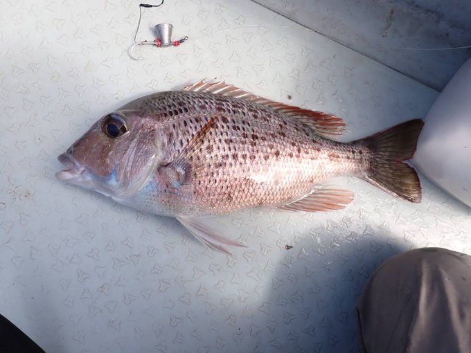 いろんな白いヤツがいたが
どれも関東じゃなかなか食えぬ

仕事落ち着いたらまたしばらく行きたいな 
