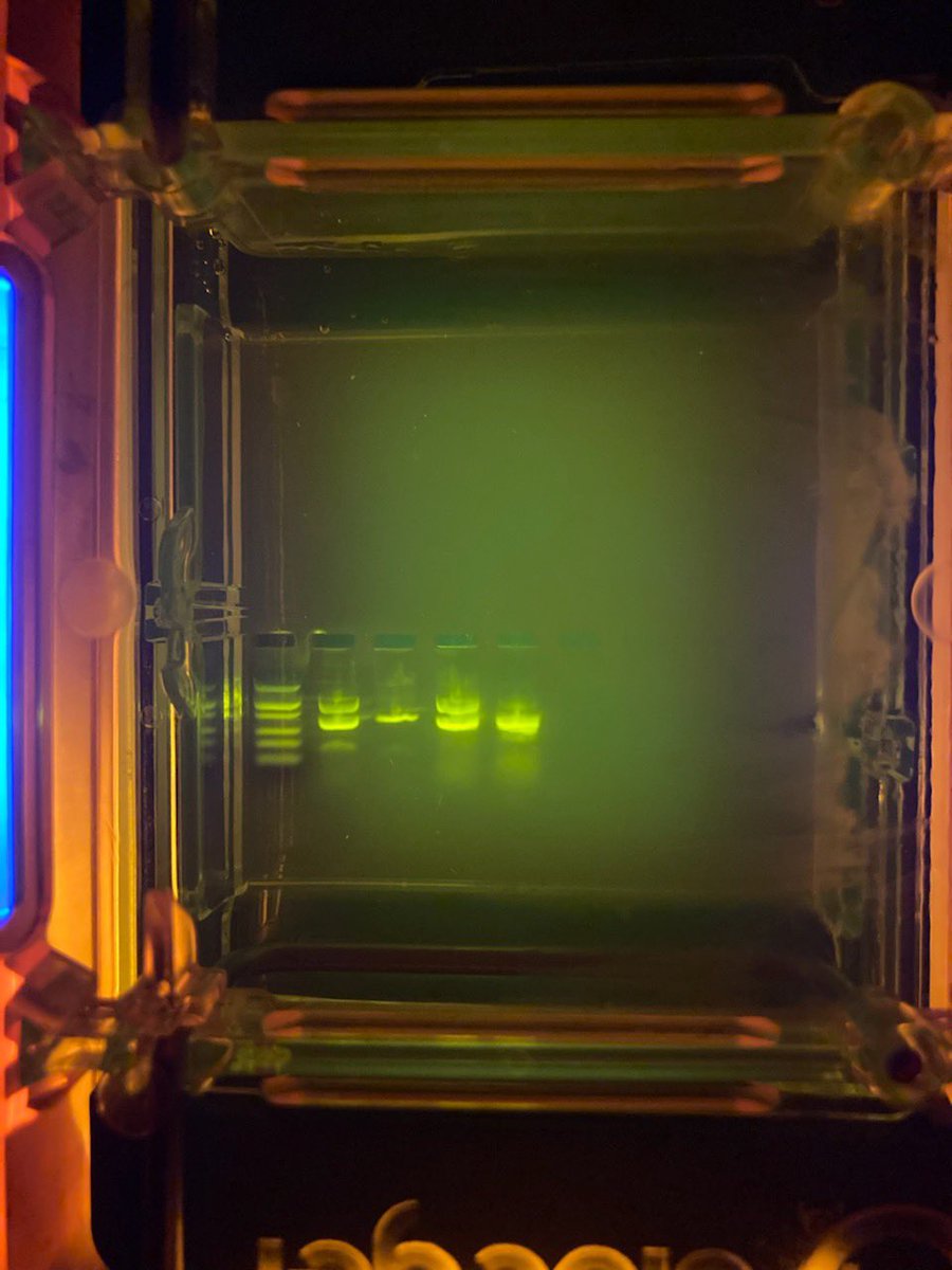 This week in Biotech, students introduced new genetic material into bacteria, disabled a gene using CRISPR, and performed PCR and electrophoresis to prove results 🧬
