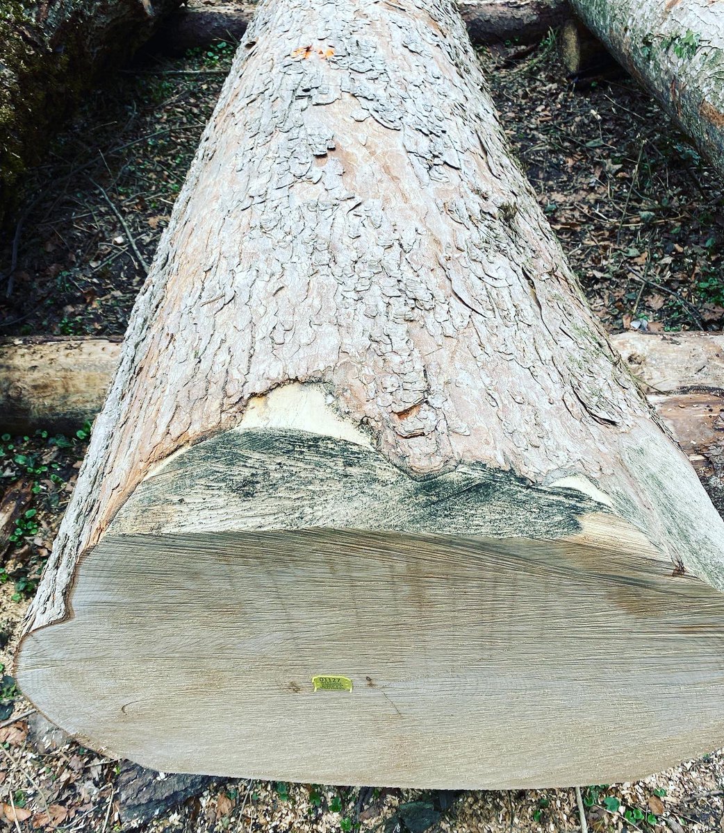 Wertholzsubmission Aareholz &amp; bufra Holz im Buechhof
Das teuerste Angebot erzielte ein Bergahorn von 1,67 m3.