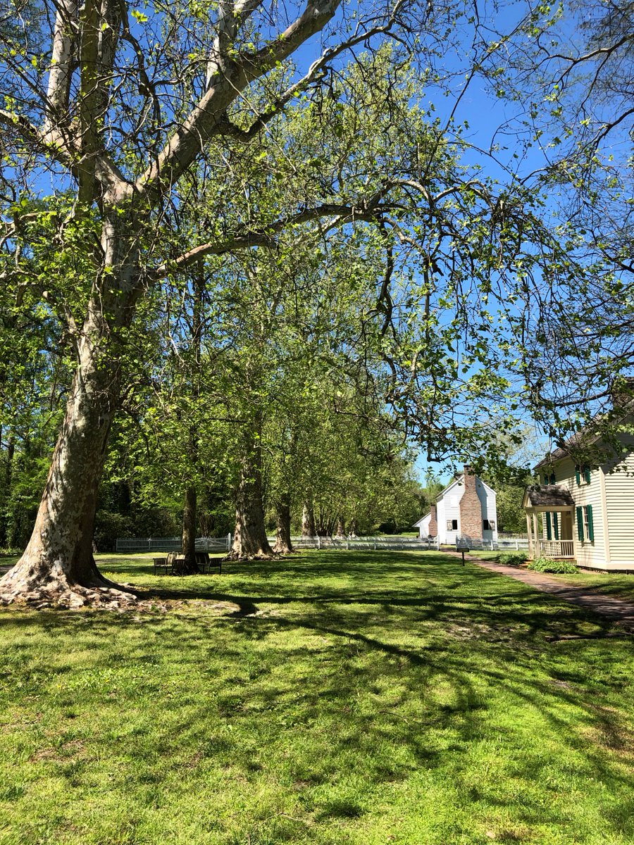 (1/2) Today is North Carolina’s Arbor Day! In 1967, the state legislature passed a bill designating the first Friday following March 15 as #ArborDay to encourage North Carolinians to plant trees and shrubs at the beginning of the growing season.

#NCArborDay <a href="/NorthCarolinaEE/">NorthCarolinaEE</a>