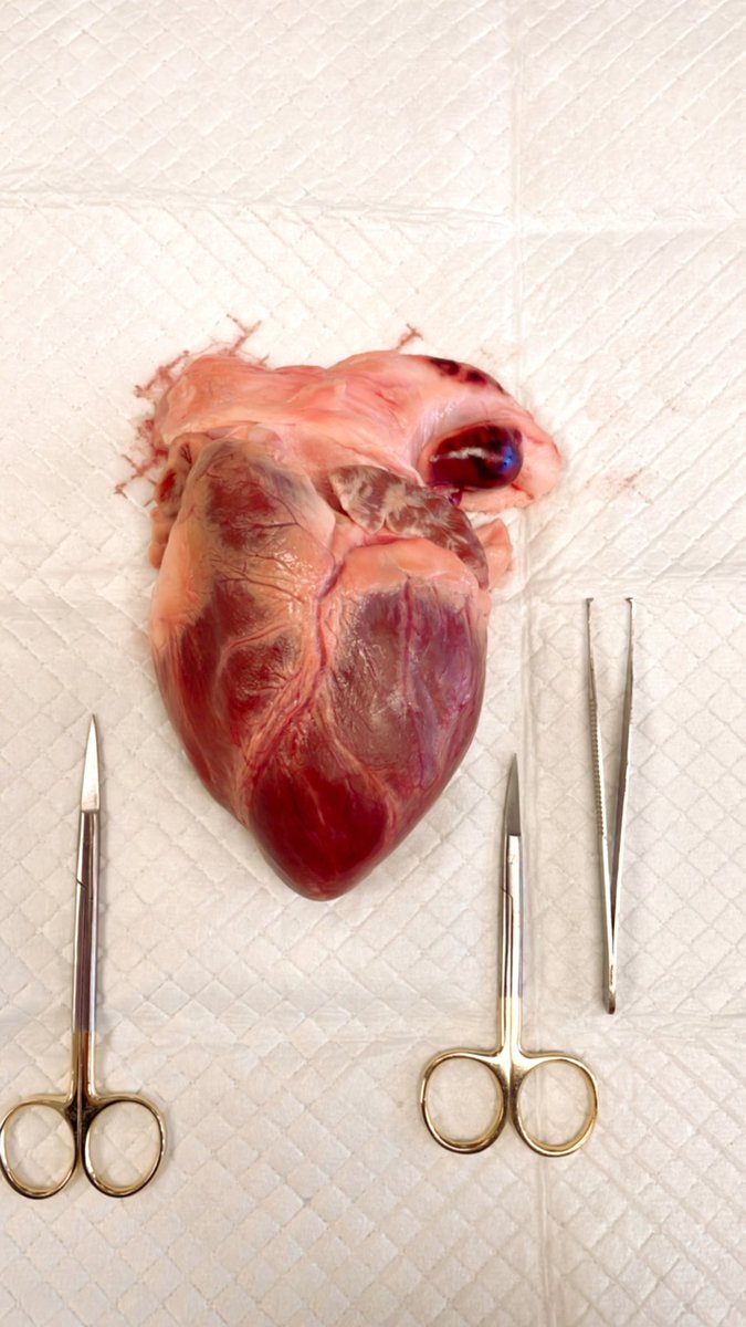 Thanks to <a href="/michiganstateu/">MSU</a> and <a href="/DrJayMohan/">Jay Mohan, D.O., FACC, FSCAI, FASE, RPVI</a> for organizing a hands-on educational heart dissection day for our fellows this week! #ACC #FIT #SCS