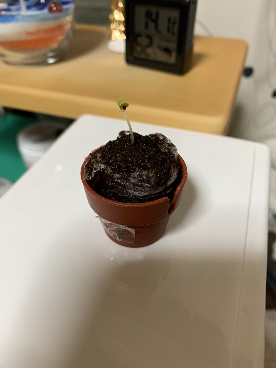 BBcheunBTS's tweet photo. やった！わさび菜〜 https://t.co/84s50Pq5Vu