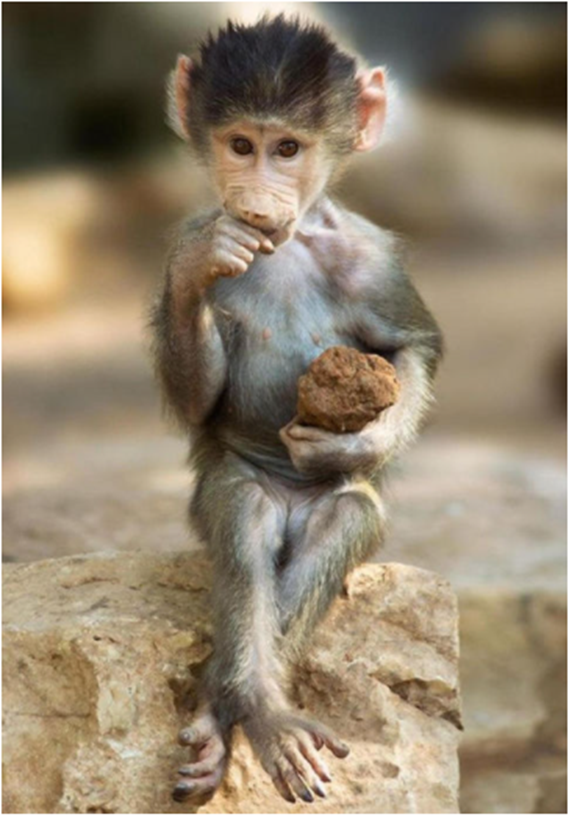 VieNatureSavoir's tweet photo. Pose 🐒📸 https://t.co/drebdMkxv2