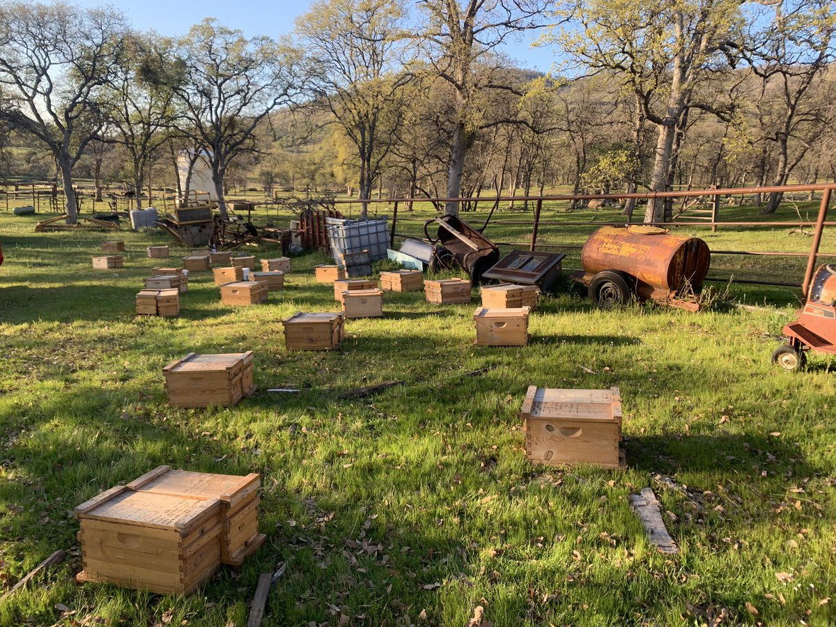 WSU Bee Research tweet media