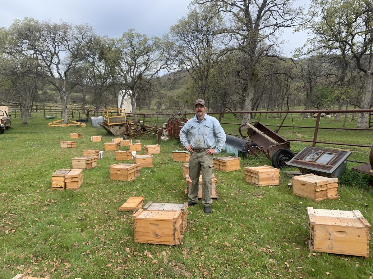WSU Bee Research (@wsubees) on Twitter photo After being moved to an isolated site in the Sierra Nevada foothills, a queen cell is installed into each mating “nuc”. Virgin queens will emerge from the cells and mate in this location. Queen producer Jon Jacob supplied the cells from WSU breeding stock. <a href="/WSUEntomology/">WSU Entomology</a> After being moved to an isolated site in the Sierra Nevada foothills, a queen cell is installed into each mating “nuc”. Virgin queens will emerge from the cells and mate in this location. Queen producer Jon Jacob supplied the cells from WSU breeding stock. <a href="/WSUEntomology/">WSU Entomology</a>