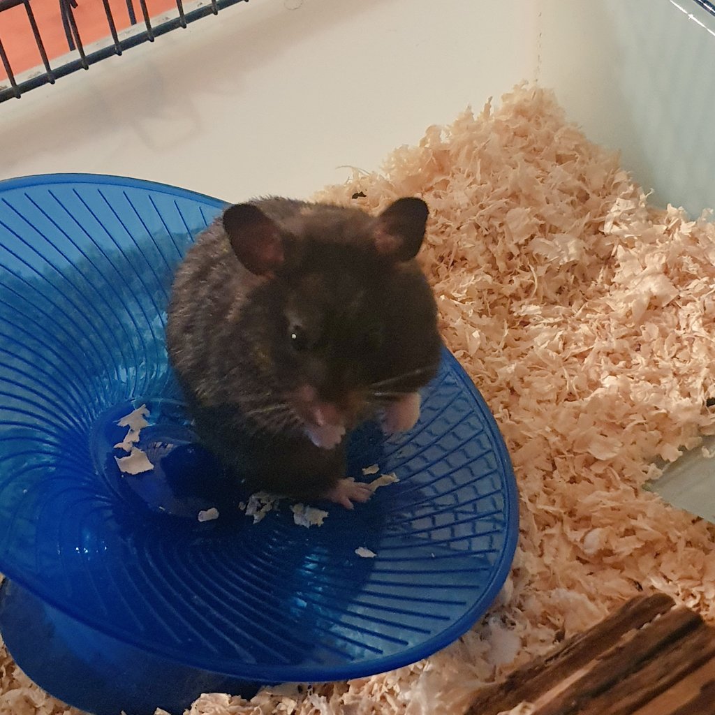 Morven Chisholm tweet media