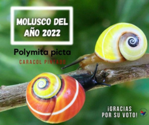 emisoranuevitas's tweet photo. ¡ Enhorabuena!💚Gana #PolymitaPicta de #Cuba concurso de #MoluscoDelAño2022
Como “recompensa” por vencer se secuenciará todo su genoma a través del Centro Loewe para la Genómica Traslacional de la Biodiversidad de Alemania
Detalles vía Prensa Latina https://t.co/s5NUBfubMV https://t.co/GVfs0b7zlS