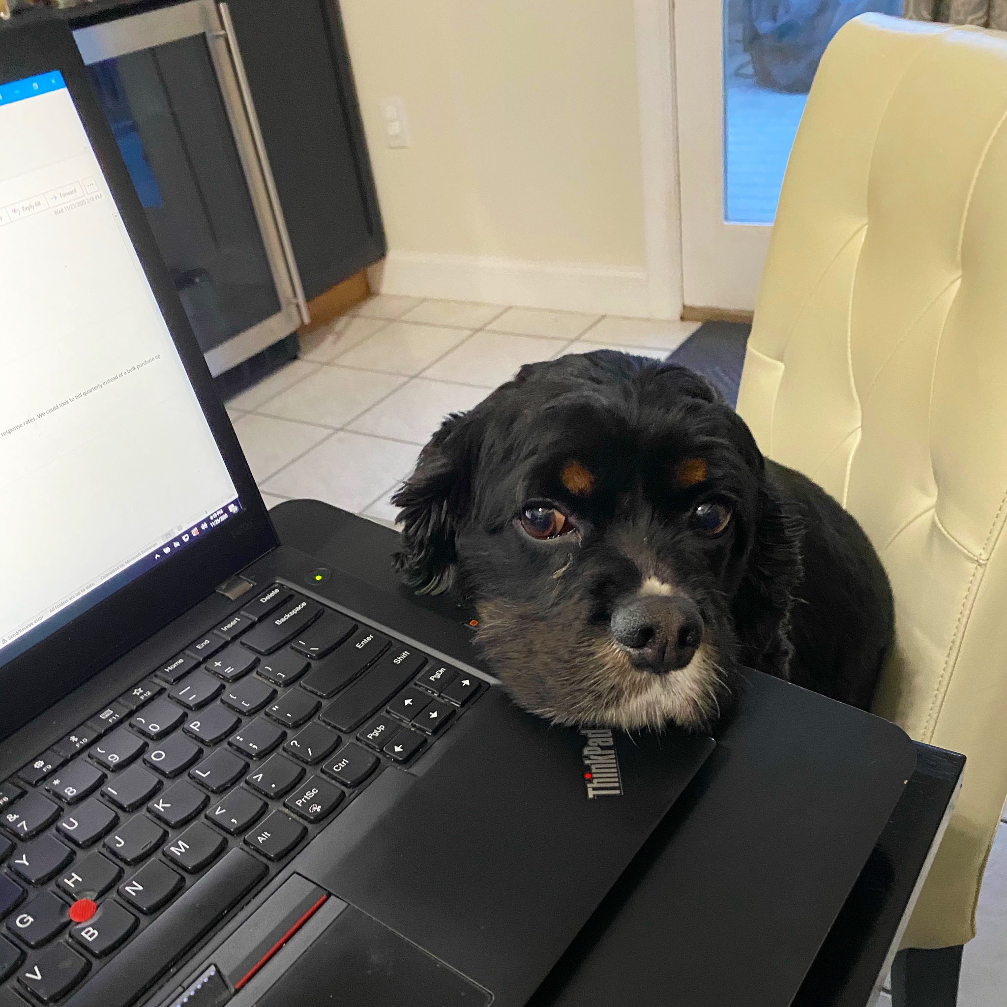 City of Chicopee on Twitter "Does your dog work from home with you