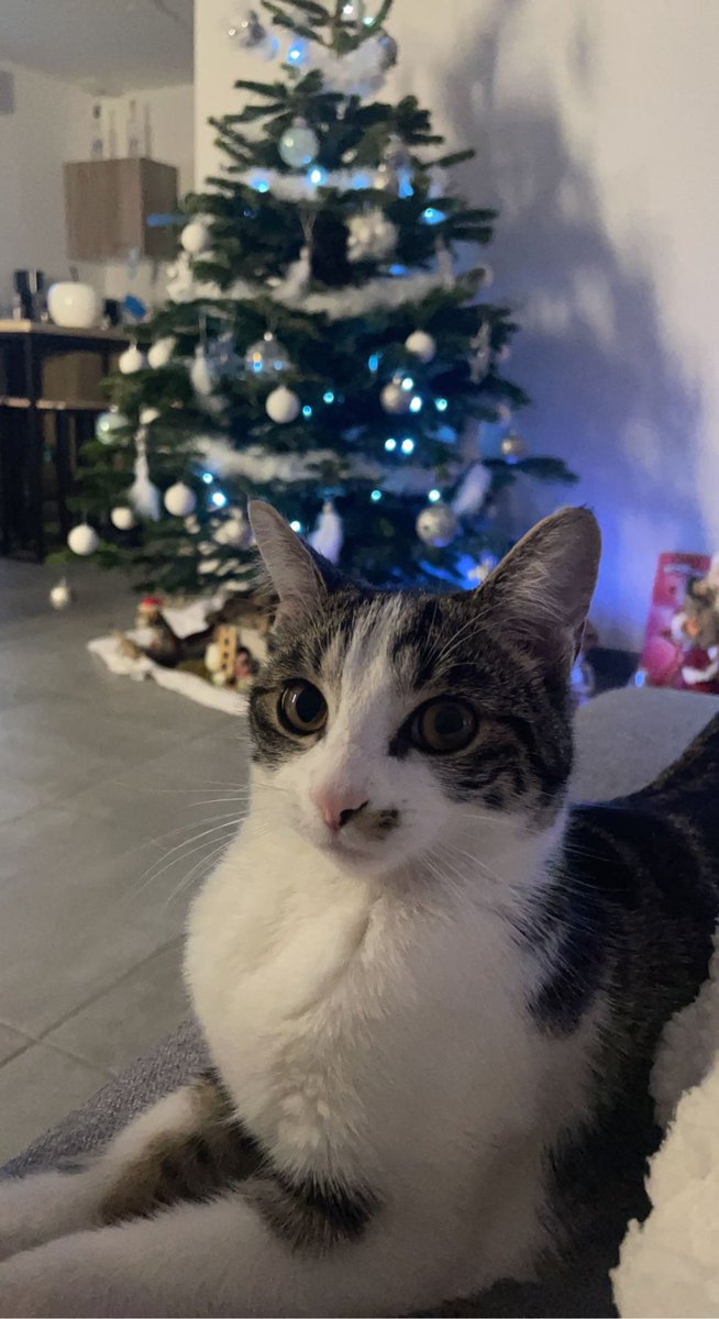 Partagez svp 😢🙏🏼 Sana mon chat a disparu sur tourlaville (50)  je suis très inquiète ce n’est pas dans son habitude elle c’est perdu 😞 n’hésitez pas à me contacter si vous la voyait 🙏🏼