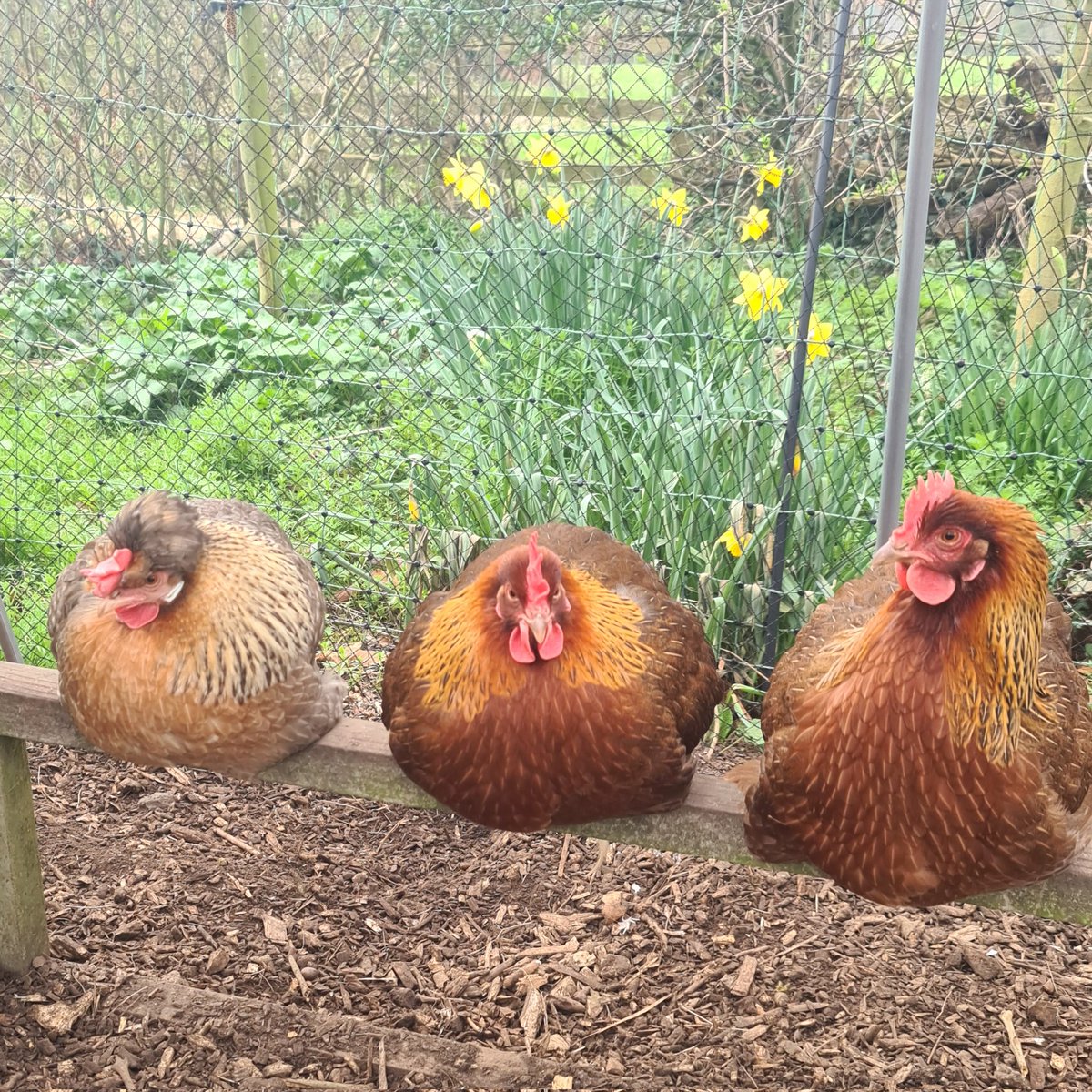 Rhubarb,  Pepper and Pumpkin just hanging out 😍

#chickens #teamfloof #floofs #thegoodlife #backyardhens #backyardchickens #hensofinstagram #welsummer #creamlegbar