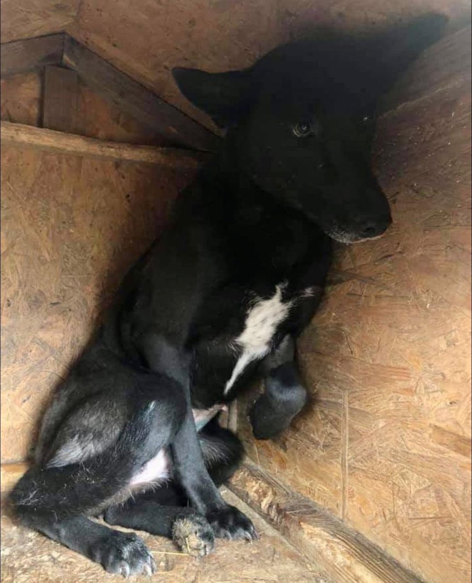 Dogs4Rescue's tweet photo. Such a difference to the dog who was shut down and living in a box in a Romanian shelter. She is like a different dog now and that’s the power of pack rehabilitation 🐶🐶🐶 #kennelfree #packrehabilitation https://t.co/tz4JEGSfm5