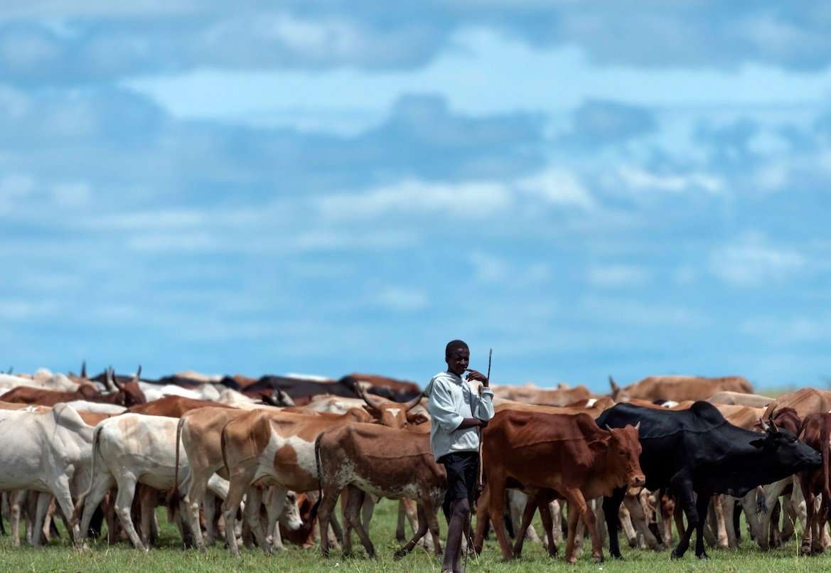 thisisfsc's tweet photo. Kenya has published science-based guidelines to facilitate the development of gene-edited research and products, which will be reviewed on a case-by-case basis. #Biotechnology #research #GMO #foodsecurity 
https://t.co/vN1DceTEXF https://t.co/4XL67xMJJA