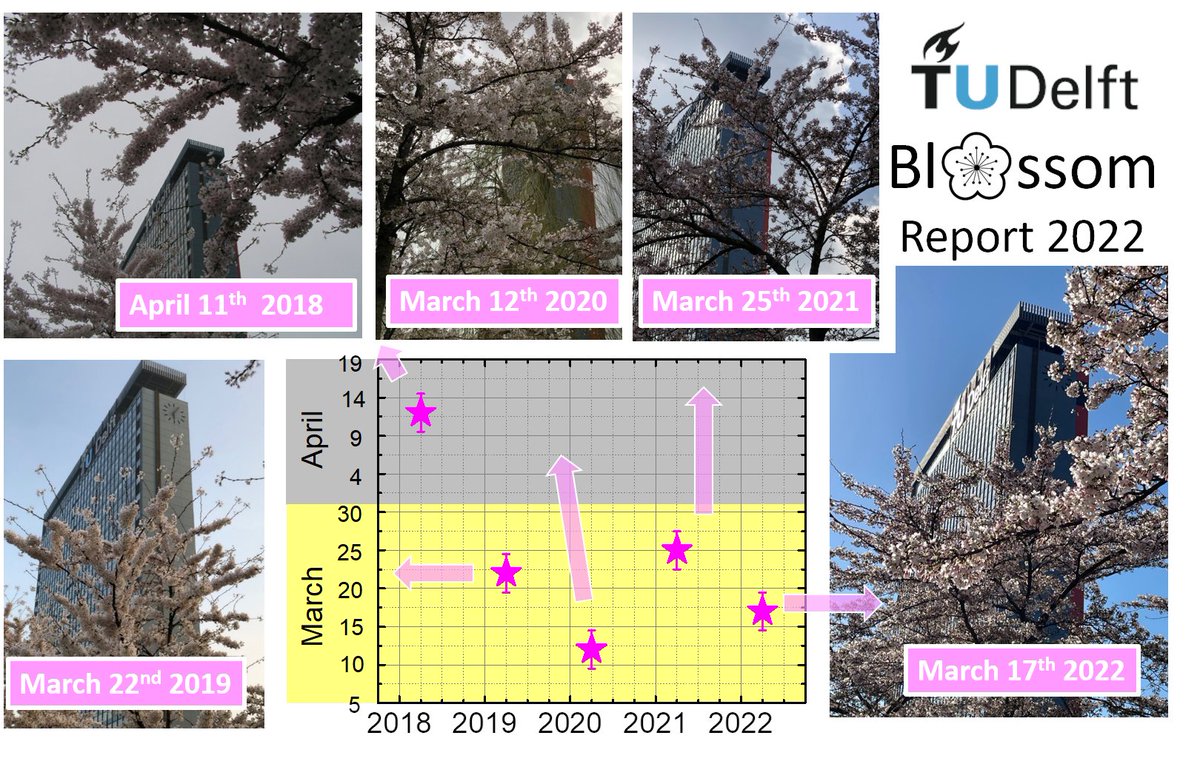 The extreme early Sakura blossom season at TUDelft continues for the fourth consecutive year! It becomes more the rule than the exception...