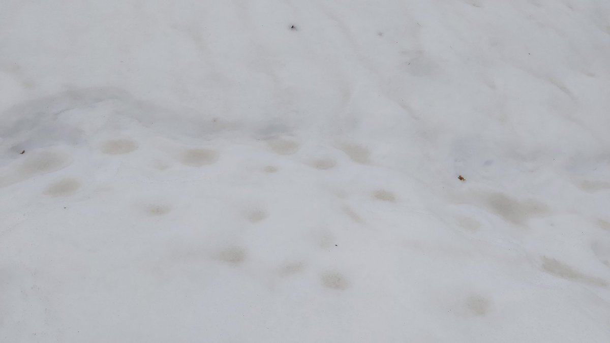 Outi Meinander tweet media