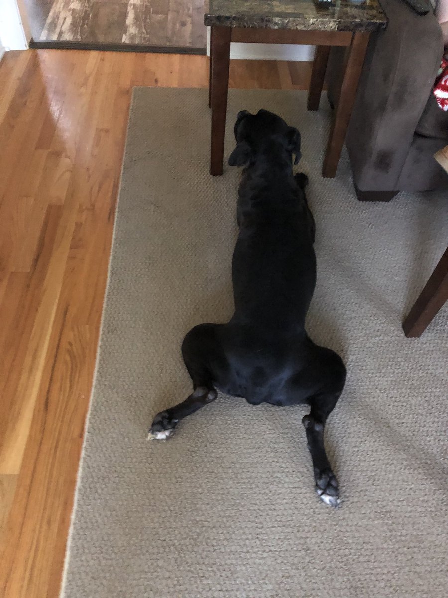 k9kayaks's tweet photo. Damon💭 Hey peeps 
Happy #FrogLegsFriday 🐾🐾❤️
#Boxador
#Boxadorable
#BigMoose
@StacieMazzotta @rebeccascout1 @RussianBerner @jenfox84 @Max_the_Boxer_ @MIKEHAL33946777 @boxermom1416 @BethBoston39 @boxer_sacha @TaniaMariaWelch @TaterSpeck @karaheward @frazzmarie29091 https://t.co/shw0yNsB0O