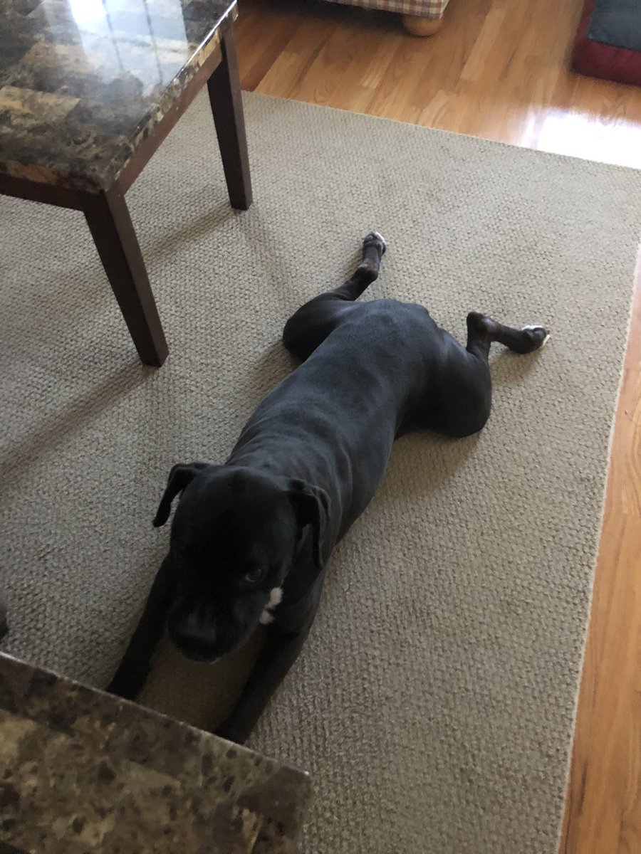 k9kayaks's tweet photo. Damon💭 Hey peeps 
Happy #FrogLegsFriday 🐾🐾❤️
#Boxador
#Boxadorable
#BigMoose
@StacieMazzotta @rebeccascout1 @RussianBerner @jenfox84 @Max_the_Boxer_ @MIKEHAL33946777 @boxermom1416 @BethBoston39 @boxer_sacha @TaniaMariaWelch @TaterSpeck @karaheward @frazzmarie29091 https://t.co/shw0yNsB0O