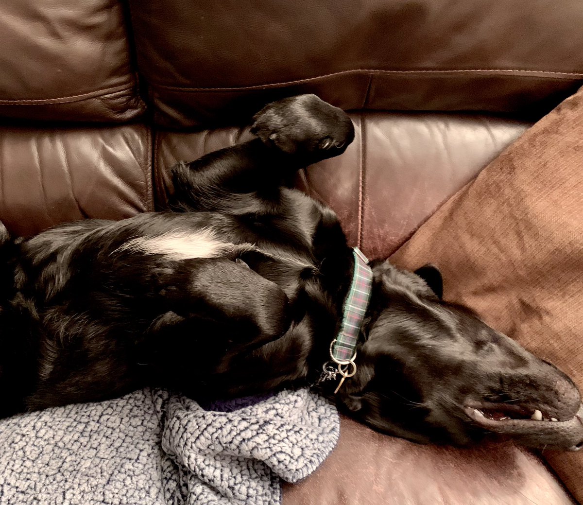 dogie_the's tweet photo. Friday snoozles before ver impawtant weekend #logiebirfday #needsnoozles #willtherebecake https://t.co/Ofe5aw949Z