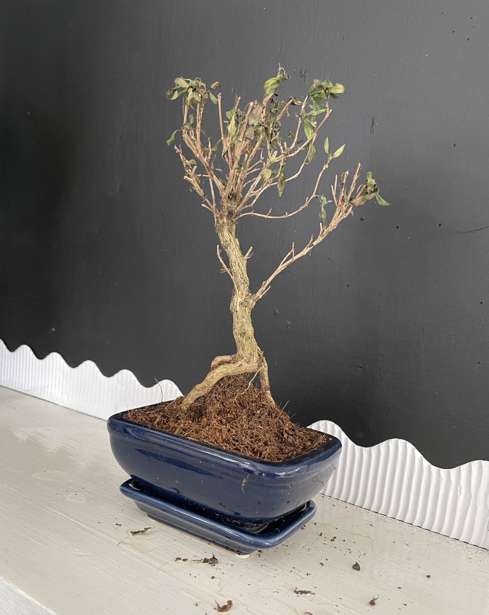 TKASMrShepherd's tweet photo. @MrKeyseScience I do believe you need to enlist the help of #MrMiyagi or #DanielSan @ralphmacchio
#StrongRoot https://t.co/NTSW3QAwIJ