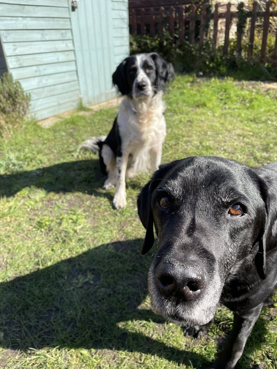 I can’t believe this little pipsqueak is 5 today! Happy Birthday <a href="/WellyTheSpaniel/">Wellington & Arlo</a> you little fuzzball! 

Now get off my spot on the sofa! 😊🎁🍰