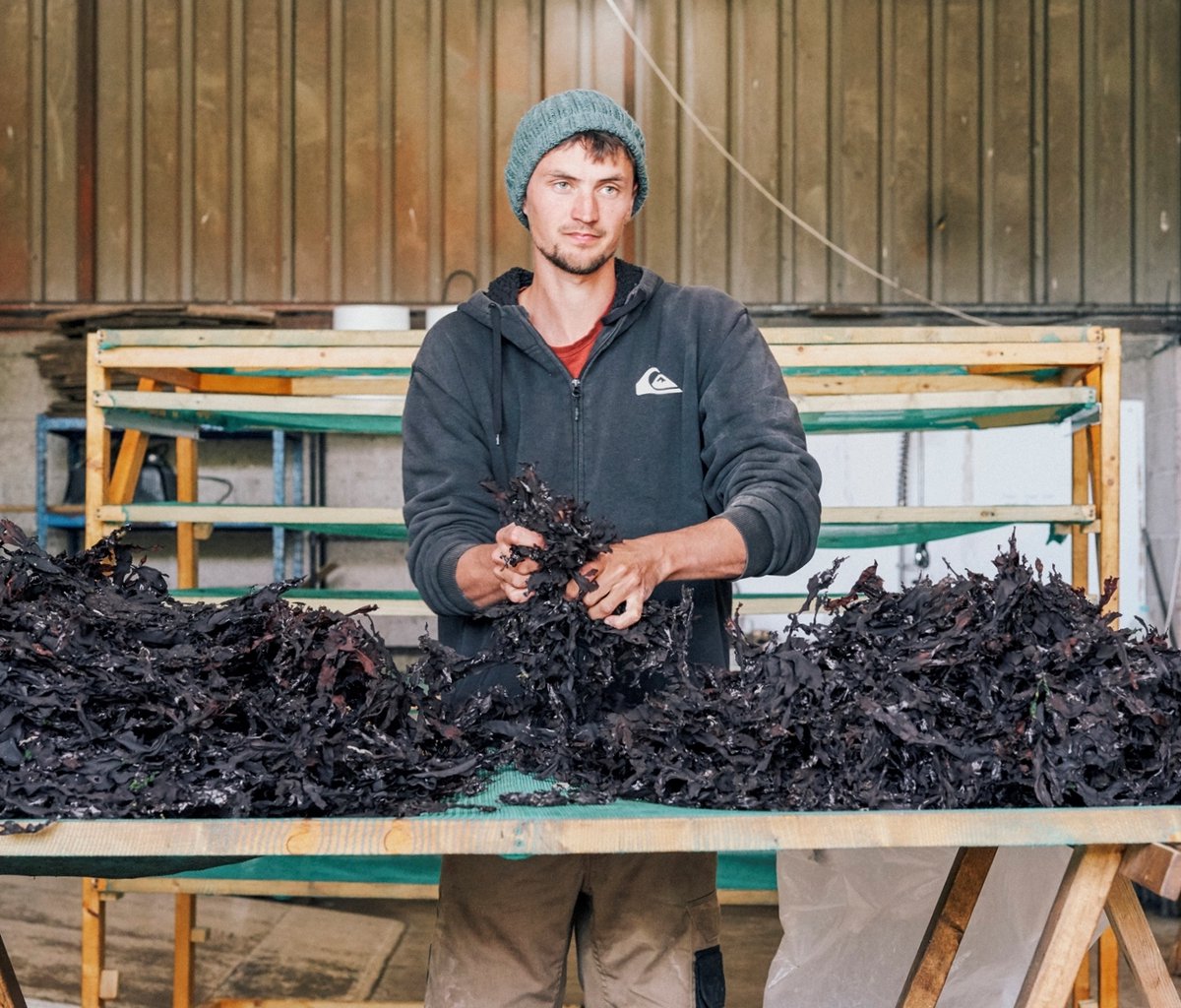 CornishSeaweed's tweet photo. To prolong the shelf life of our freshly #handharvested seaweed, we dry, flake, or grind it depending on the type. We spread out our #seaweed and leave it to dry in about 40 degrees C to preserve its #nutrients! 💚 https://t.co/AdzpSC7B2g