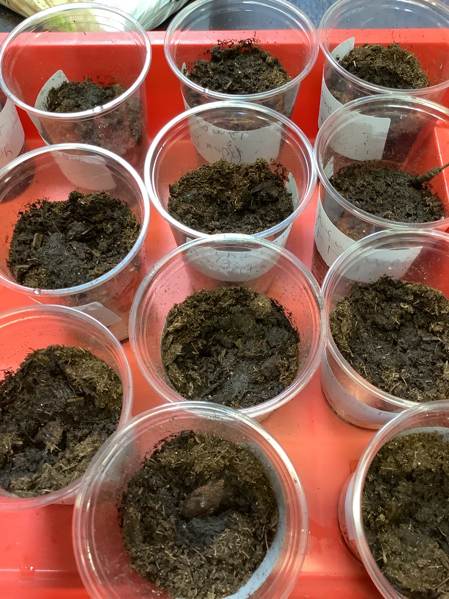 GomersalPrimarySTEM tweet media