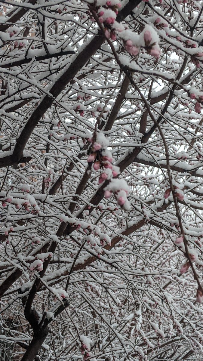 huafalin008's tweet photo. snow in march https://t.co/7TqAvStcTY