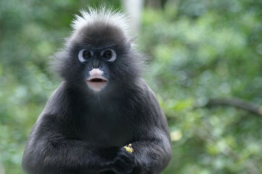 tonytheauthor's tweet photo. The beautiful [and endangered] Dusky Leaf Monkey. No one knows how many are left in the world but they are threatened due to hunting and forest clearing for palm oil.
Please shop ethically. Save the lives of forest animals by shunning products that cause the loss of habitat. https://t.co/uPlWVFgp2v