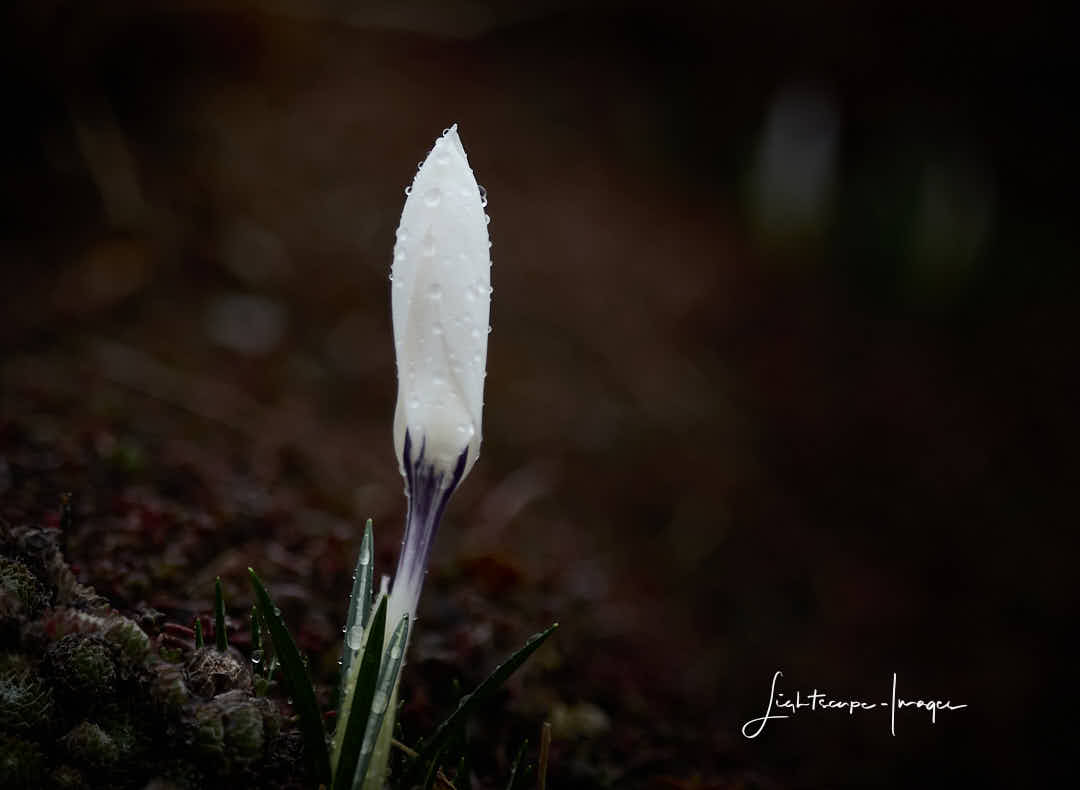 lightscapeimage's tweet image. Not nice weather today but great soft light for this kind of shot. #naturephotography #flowerphotography lightscape-images.com/latest