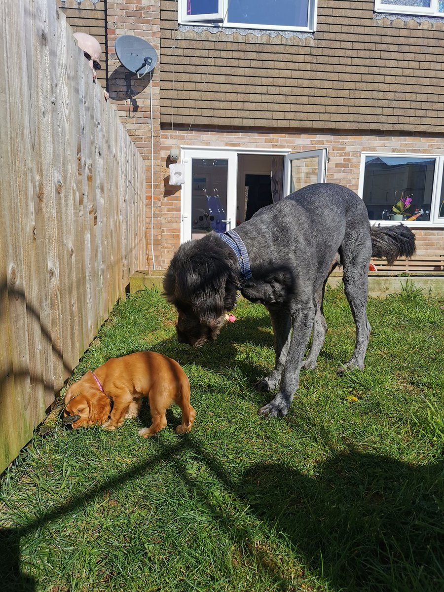 When little finally meets large.... 😍 #wolfhound #spaniel #puppylove