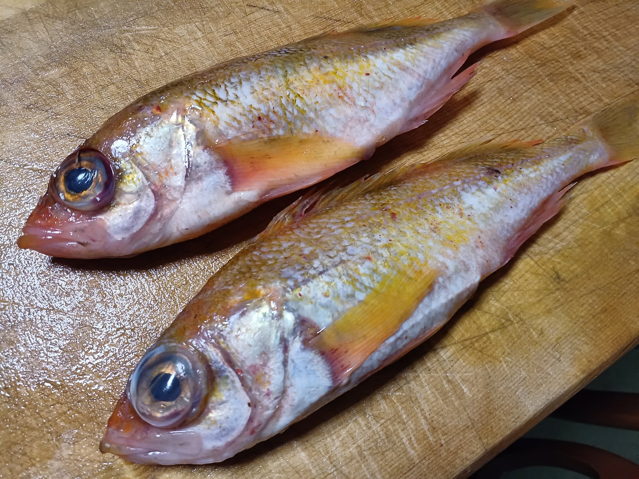 かわもぐり Kawamoguri Twitter