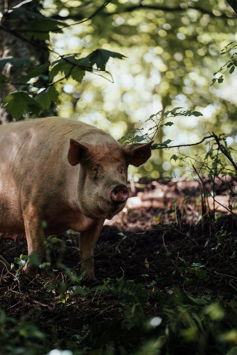 journal_animal's tweet photo. Salivary oxylipins might function as #biomarkers for gastric #ulceration in #pigs , thus potentially allowing early #diagnosis  of gastric ulceration🐷
(P.A.Madsen et al)
👉https://t.co/2nf75AZ6k7
@ElsevierVetNews @INRAE_DPT_PHASE @BSAS_org @EAAPofficial https://t.co/rHVIMSZSsa
