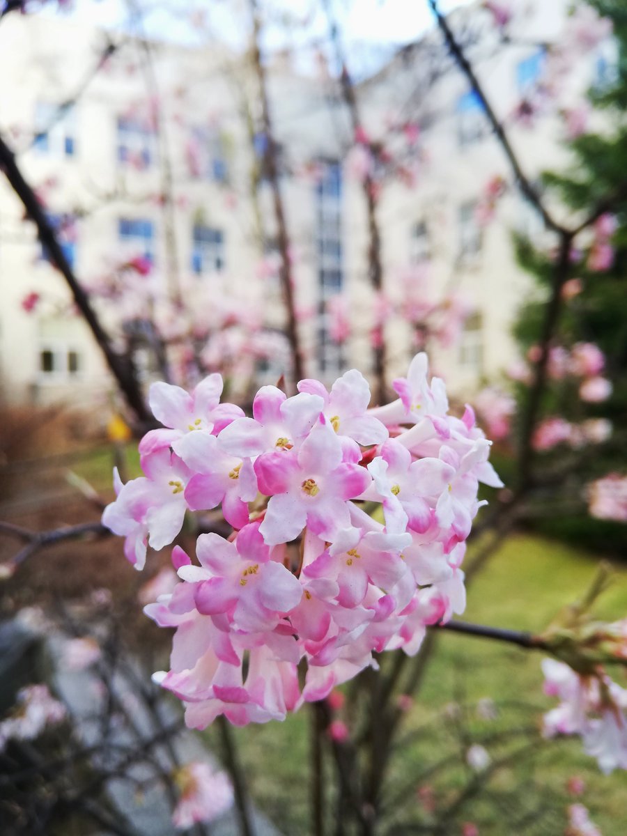 Dr. Krystyna Maslowska-Jarzyna tweet media