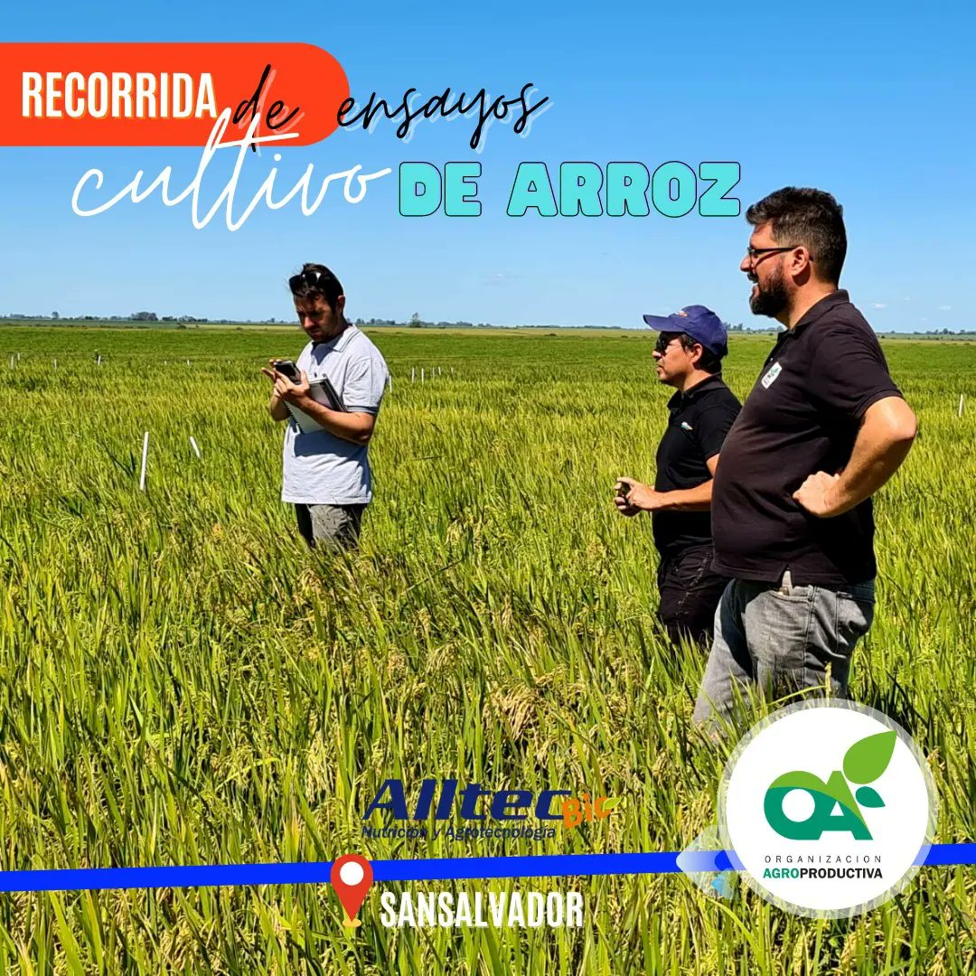 OAgroproductiva's tweet photo. Recibimos al equipo de #Alltec @alltecbio y vimos los #ensayos en el cultivo de #arroz, en los que observamos las nuevas tecnologías en #coadyuvantes y su interacción con herbicidas.
Gracias a los colegas José Martinez y a Gustavo Pérez. https://t.co/hWvbIJuOge