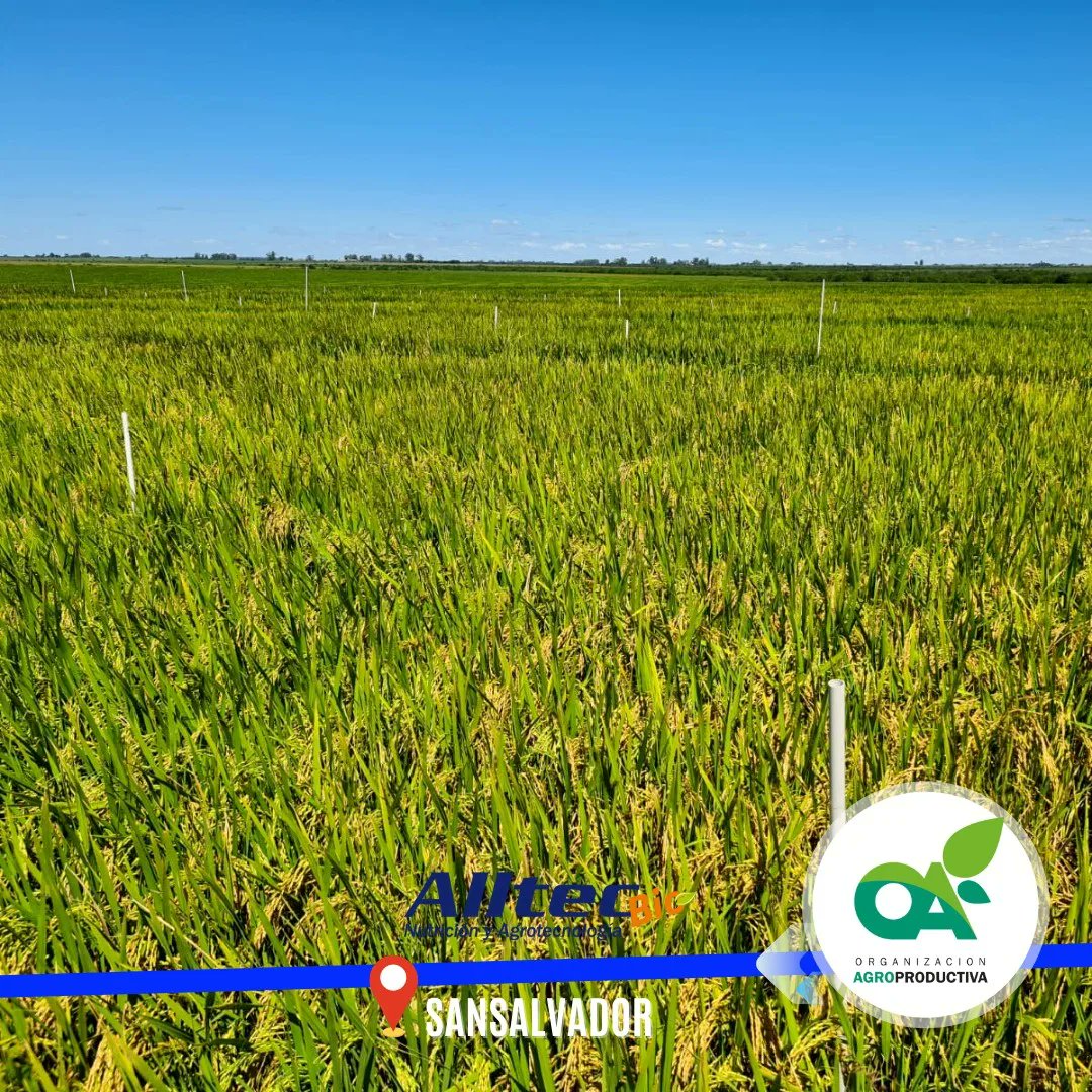OAgroproductiva's tweet photo. Recibimos al equipo de #Alltec @alltecbio y vimos los #ensayos en el cultivo de #arroz, en los que observamos las nuevas tecnologías en #coadyuvantes y su interacción con herbicidas.
Gracias a los colegas José Martinez y a Gustavo Pérez. https://t.co/hWvbIJuOge