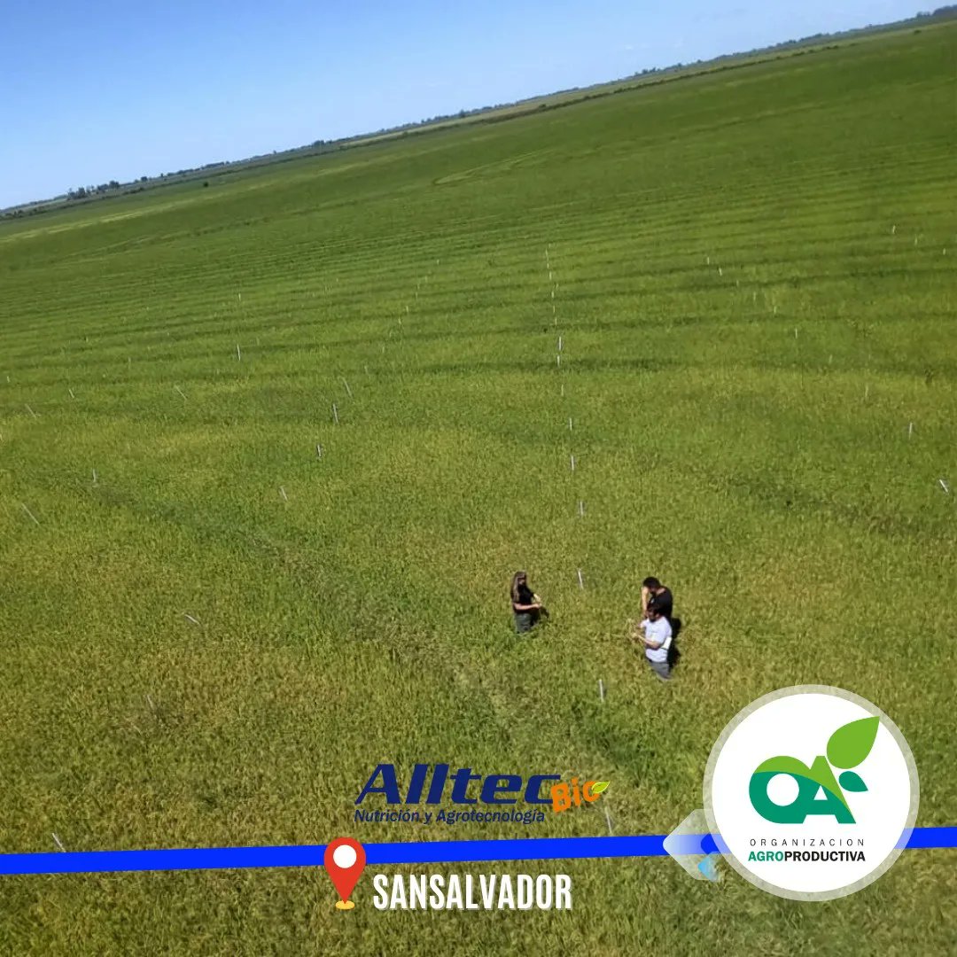 OAgroproductiva's tweet photo. Recibimos al equipo de #Alltec @alltecbio y vimos los #ensayos en el cultivo de #arroz, en los que observamos las nuevas tecnologías en #coadyuvantes y su interacción con herbicidas.
Gracias a los colegas José Martinez y a Gustavo Pérez. https://t.co/hWvbIJuOge