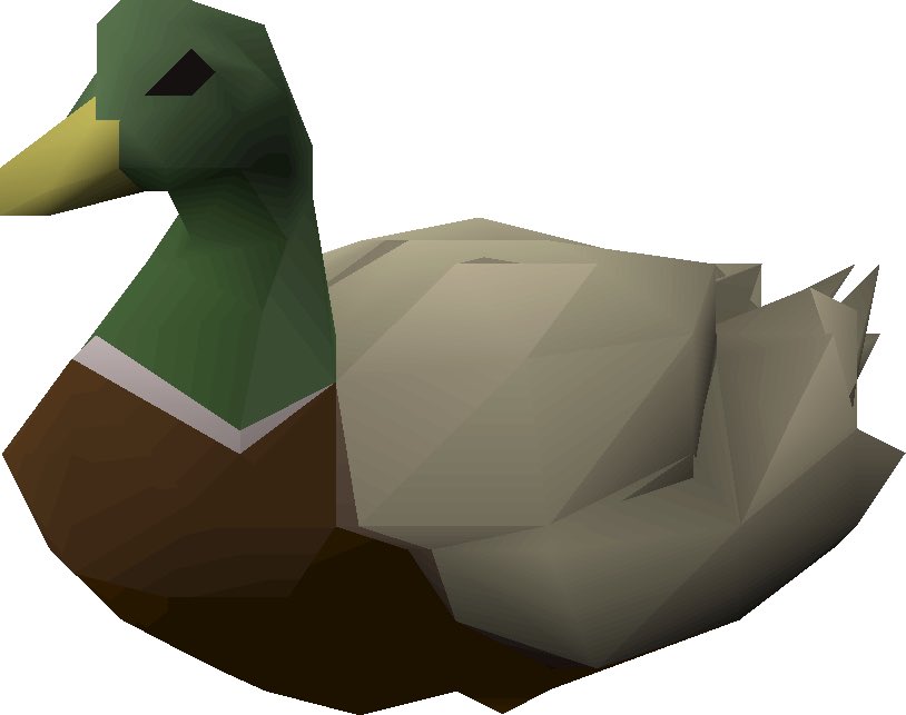 swamphen_'s tweet photo. does this duck look healthy to you? https://t.co/TXG93yTcco