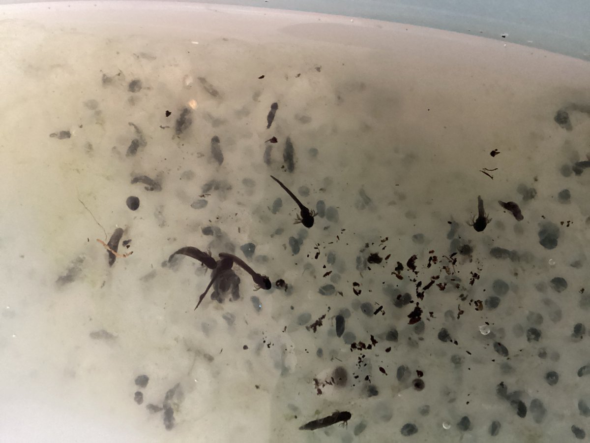 DeffordSchool's tweet photo. Willow class planting seeds and nurturing their frogspawn. Some have now turned into tadpoles! https://t.co/CKCL3buB2R