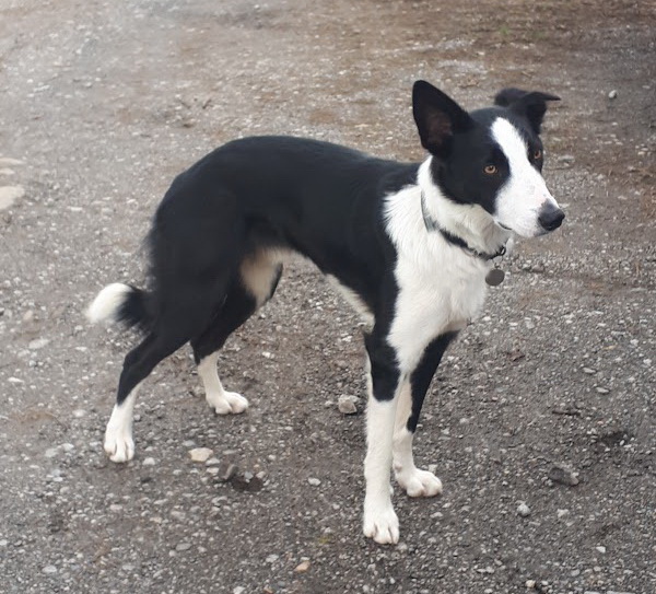 FOSTBCrescue's tweet photo. Meet Kev, also known as 'Ar Kev', he was rehomed from just over 18 mnths ago and came back @FOSTBCrescue for a visit. Bless him he's so lovely and such handsome lad as well.
#rehomingdogs #foreverhomes #bordercollies #happydogs https://t.co/V7RVlCJC5L