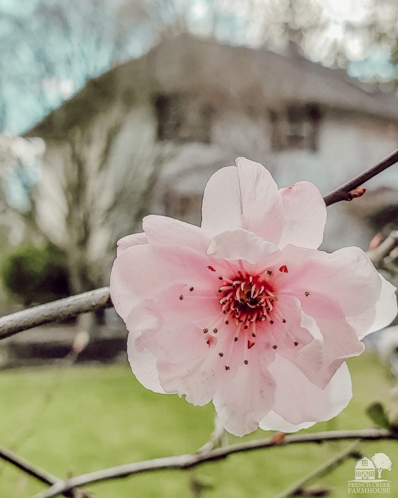 The calendar may not agree with me, but whenever our plum trees start to blossom, I believe it's finally springtime.  For me, this is official! 😍 Our first garden tour of the year is up on the blog: frenchcreekfarmhouse.com/2022/03/garden…