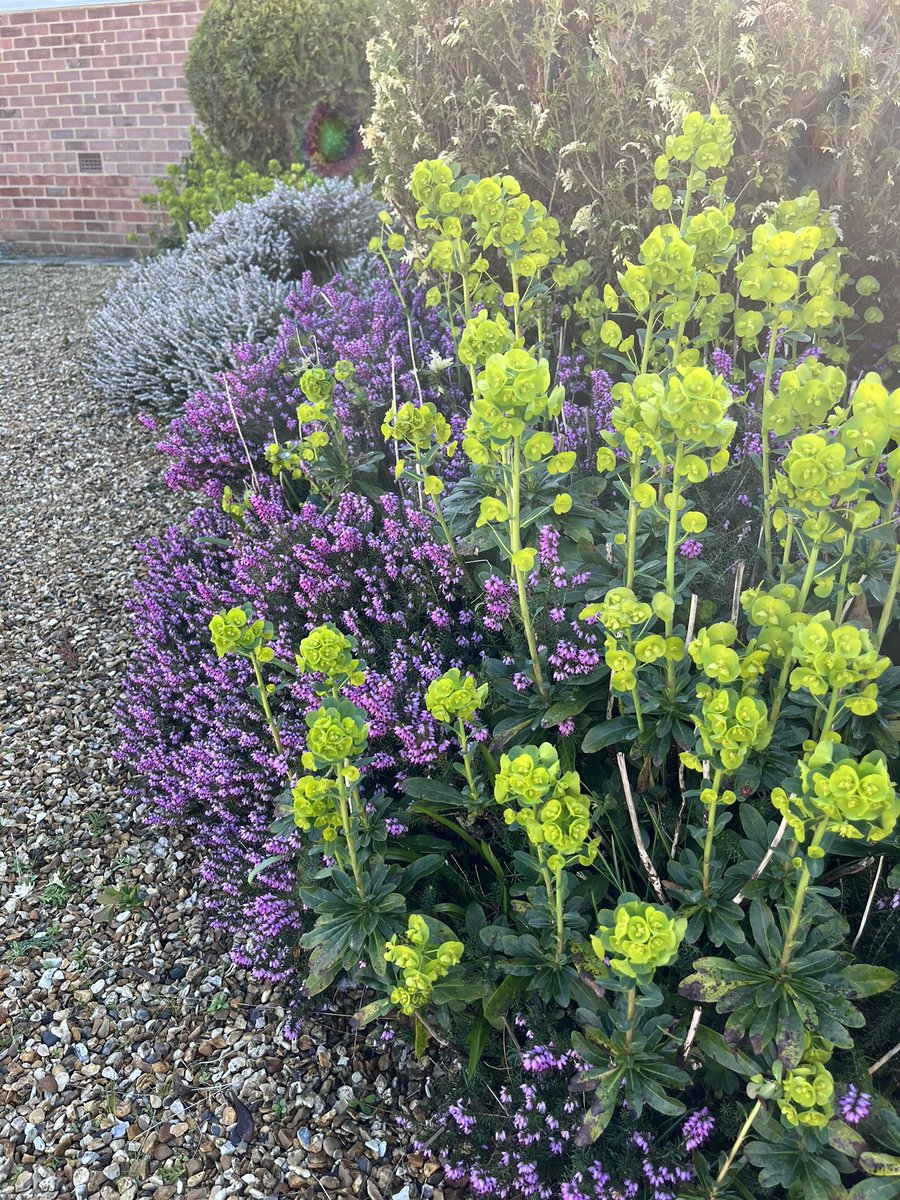 avid_gardener's tweet photo. The signs that #Spring is on its way #gardening #bardencjat #heather #euphorbia https://t.co/XpJYlka8Iv