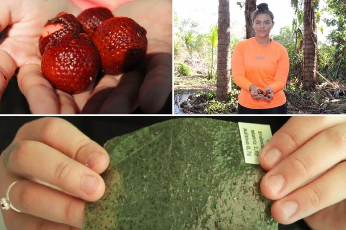 CicloVivo's tweet photo. Estudante #brasileira cria #bioplástico ecológico feito de #buriti - Com apenas 17 anos, a #maranhense Ana Beatriz de Castro Silva desenvolveu um polímero #natural utilizando o buriti

https://t.co/PRn2SfG7ez https://t.co/zHYKwN2VRt
