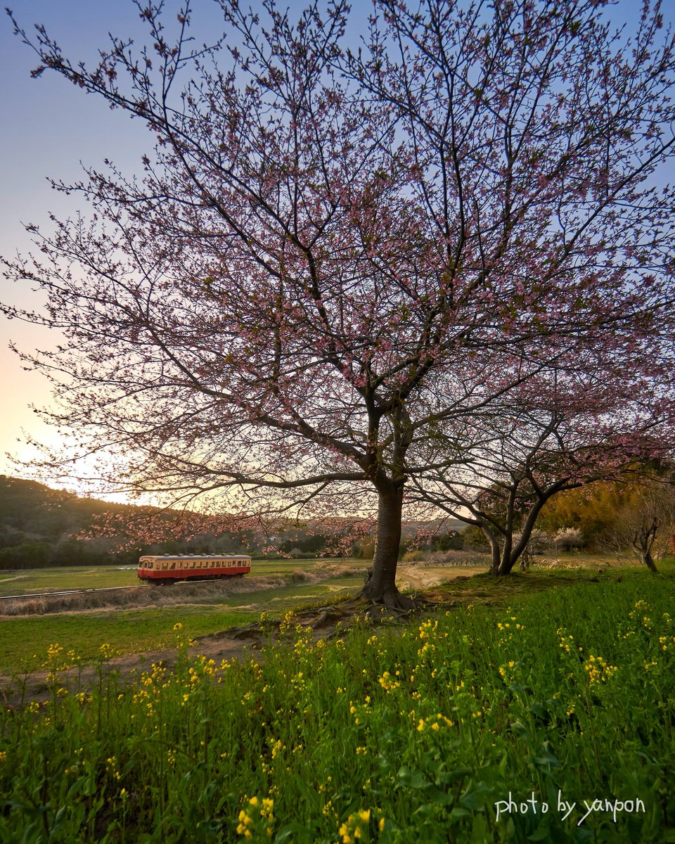 千葉 菜の花畑 口コミ 評判 最新情報まとめ 素敵な旅行 観光スポット情報がきっと見つかる ナウティスgo