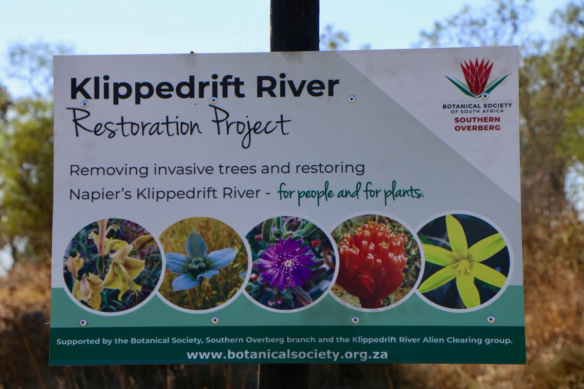 BotsocSOverb's tweet photo. Meet some of the alien clearing warriors who, every Friday morning, meet along the Klippedrift River in #Napier, to hack down invasive plants. They've been at this for 3 years, led by BotSoc members, Ronel and Kobus. And they've already cleared a stretch of more than 500m. https://t.co/QcBlI4wiVO